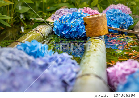 二尊院の初夏、九頭竜弁財天の花手水に満開の紫陽花 104306394