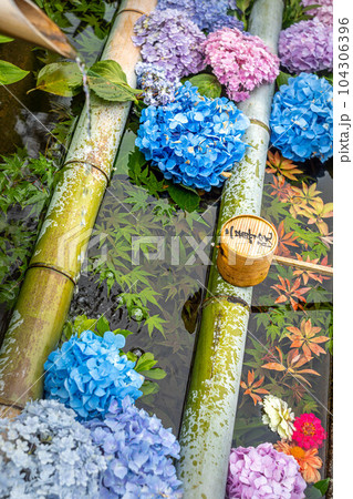 二尊院の初夏、九頭竜弁財天の花手水に満開の紫陽花 二尊院の初夏、九頭竜弁財天の花手水に満開の紫陽花 104306396