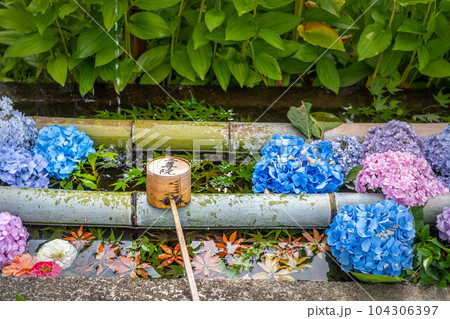二尊院の初夏、九頭竜弁財天の花手水に満開の紫陽花 二尊院の初夏、九頭竜弁財天の花手水に満開の紫陽花 104306397