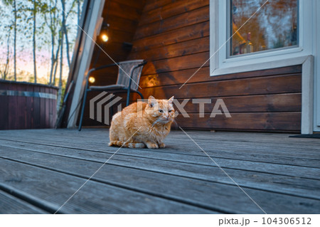 Red cat sits on wooden terrace of log cabin 104306512