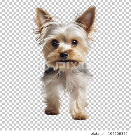 Yorkshire terrier  104306555