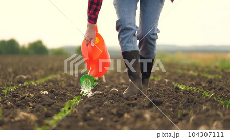 farmer watering sprouts watering can, farmer working field, watering fresh green sprout, agriculture, help business design summer sprouting mother moisture small garden produce seed conserve closeup farmer watering sprouts watering can, farmer working field, watering fresh green sprout, agriculture, help business design summer sprouting mother moisture small garden produce seed conserve closeup 104307111