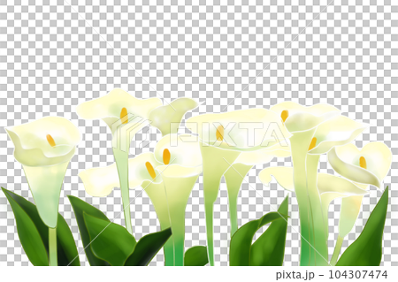 馬蹄蓮花卡 1 104307474