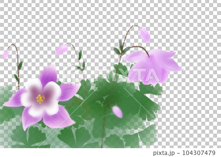 耬斗菜花卡 2 耬斗菜花卡 2 104307479
