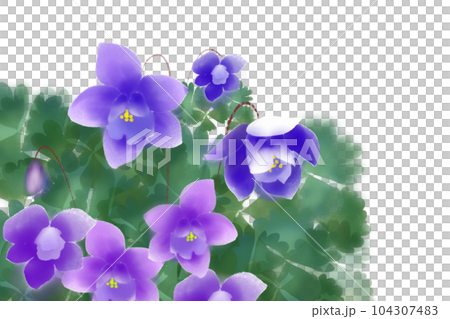 耬斗菜花卡 3 耬斗菜花卡 3 104307483