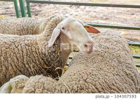 Sheep Animal Farm Sheep Animal Farm 104307593