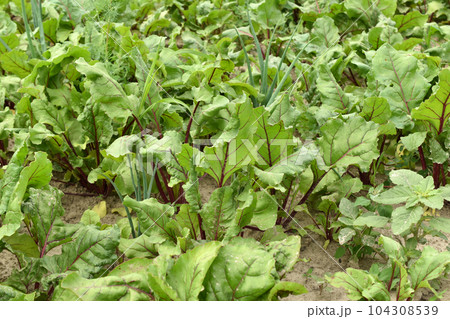 Plantation of red beets growing in the garden. 104308539