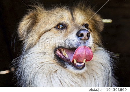 Closeup portrait of cute mutt dog. The muzzle of a mongrel with red hair Closeup portrait of cute mutt dog. The muzzle of a mongrel with red hair 104308669