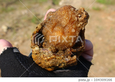 Concretion of quartz and chalcedony in hand, search for collection minerals stones, rockhounding 104309166