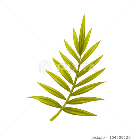 Green Plam Tree Leaf with Leaf on Stem Vector Illustration 104309526