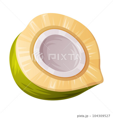 Fresh Green Coconut Fruit Half with White Flesh Vector Illustration 104309527