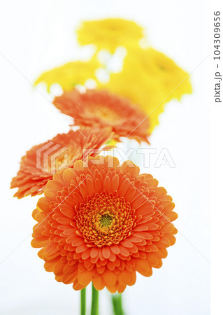 明るいオレンジと黄色のガーベラの花 104309656