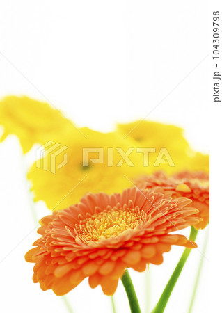 オレンジと黄色の明るいガーベラの花 104309798