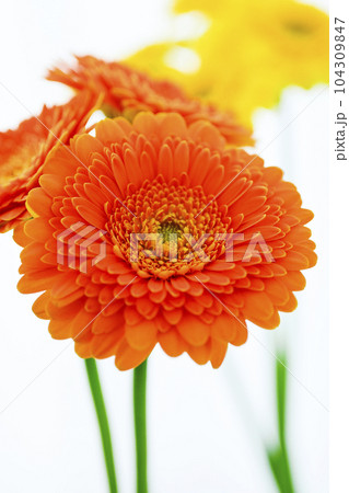 オレンジと黄色の明るいガーベラの花 オレンジと黄色の明るいガーベラの花 104309847