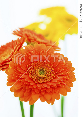 オレンジと黄色の明るいガーベラの花 オレンジと黄色の明るいガーベラの花 104309848