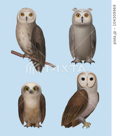 Owl. Realistic wild flying birds wisdom owls different breeds decent vector nature symbols 104309969