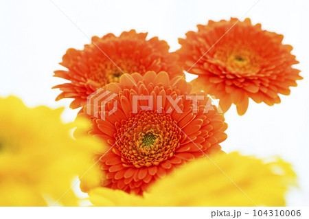 明るいオレンジ色のガーベラの花 明るいオレンジ色のガーベラの花 104310006