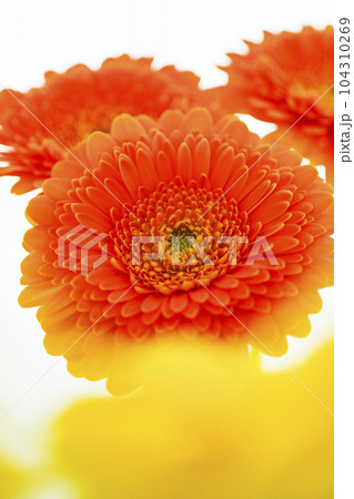 明るいオレンジと黄色のガーベラの花 104310269