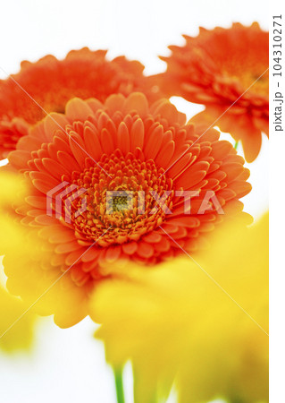 明るいオレンジと黄色のガーベラの花 104310271
