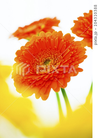 明るいオレンジと黄色のガーベラの花 104310388