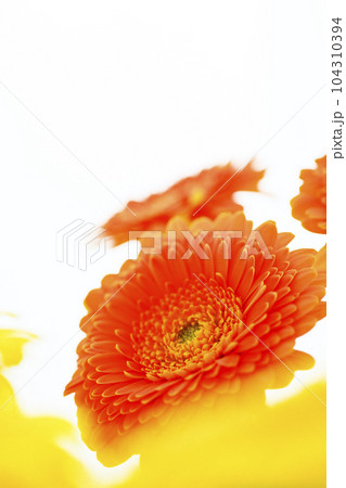 明るいオレンジと黄色のガーベラの花 明るいオレンジと黄色のガーベラの花 104310394