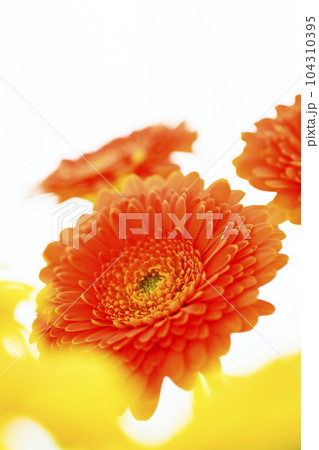 明るいオレンジと黄色のガーベラの花 明るいオレンジと黄色のガーベラの花 104310395