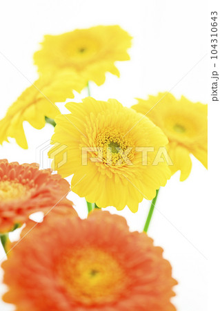 明るい黄色とオレンジのガーベラの花 明るい黄色とオレンジのガーベラの花 104310643