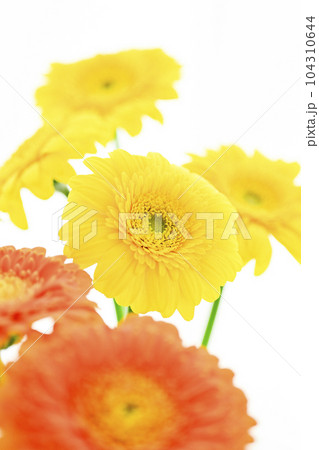 明るい黄色とオレンジのガーベラの花 明るい黄色とオレンジのガーベラの花 104310644