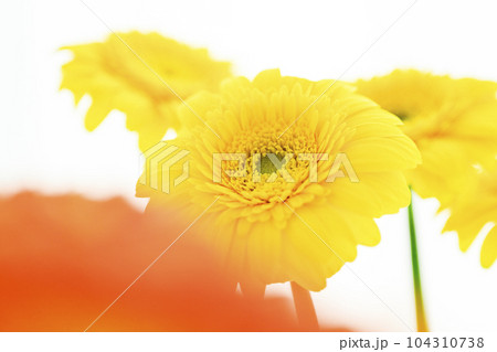 明るい黄色とオレンジのガーベラの花 明るい黄色とオレンジのガーベラの花 104310738
