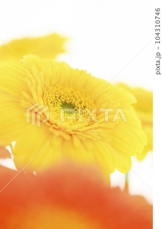明るい黄色とオレンジのガーベラの花 104310746