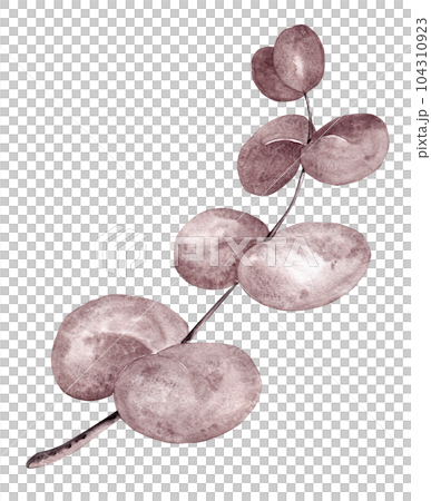 Eucalyptus grey-purple. Sprig of eucalyptus in watercolor for your design Eucalyptus grey-purple. Sprig of eucalyptus in watercolor for your design 104310923