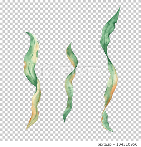 Seaweeds. Green laminaria algae. Underwater ocean plants elements. Isolated on white background. Watercolor illustration. Seaweeds. Green laminaria algae. Underwater ocean plants elements. Isolated on white background. Watercolor illustration. 104310950
