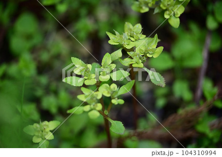 ホクリクネコノメソウ 104310994