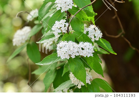 コバノガマズミ 104311193