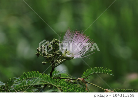 合歓の花 合歓の花 104311559