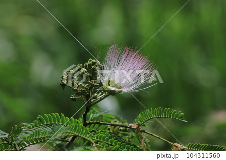 合歓の花 合歓の花 104311560