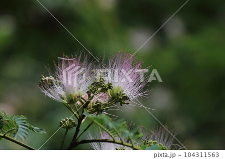合歓の花 合歓の花 104311563