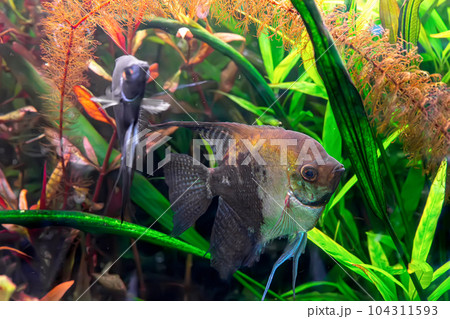 Tropical fish Pterophyllum scalare altum, angelfish swimming in aquarium with green seaweed. 104311593