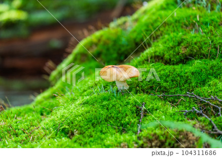 奥日光　小田代ヶ原　散策 104311686