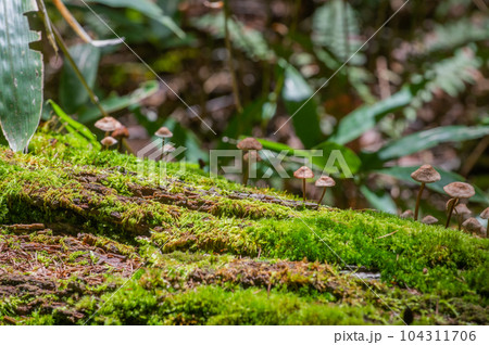 奥日光　小田代ヶ原　散策 104311706