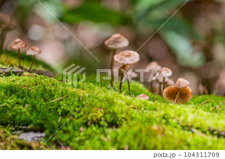 奥日光 小田代ヶ原 散策 奥日光 小田代ヶ原 散策 104311709