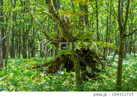 奥日光　小田代ヶ原　散策 104311715