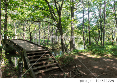 奥日光 小田代ヶ原 散策 奥日光 小田代ヶ原 散策 104311729