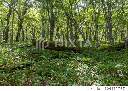 奥日光 小田代ヶ原 散策 奥日光 小田代ヶ原 散策 104311787
