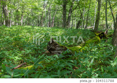 奥日光　小田代ヶ原　散策 104311788