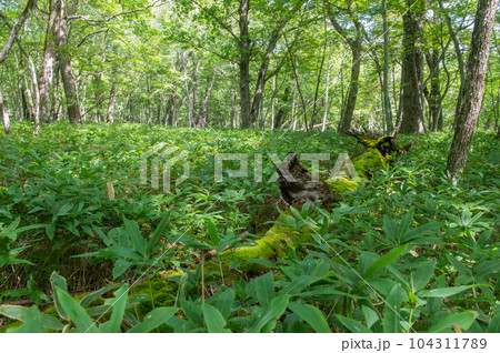 奥日光 小田代ヶ原 散策 奥日光 小田代ヶ原 散策 104311789