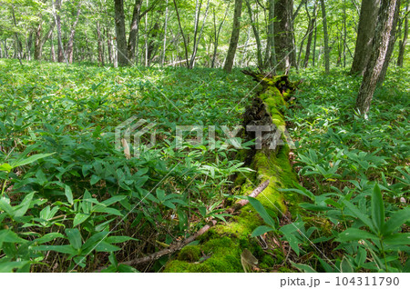 奥日光 小田代ヶ原 散策 奥日光 小田代ヶ原 散策 104311790