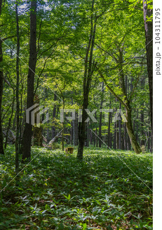 奥日光　小田代ヶ原　散策 104311795