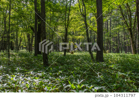 奥日光　小田代ヶ原　散策 104311797