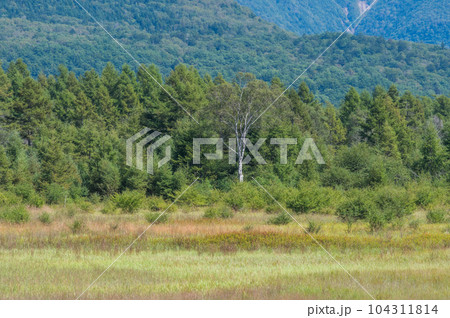奥日光　小田代ヶ原　散策 104311814